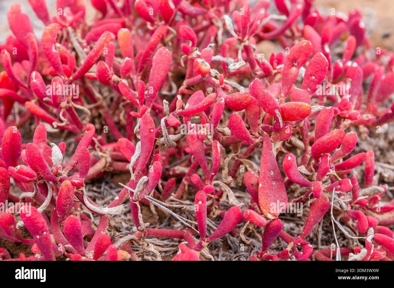 Galapagos Teppichgras, Sesuvium edmonstonei, Punta Pitt, San Cristobal Island, Galapagos Inseln Stockfoto