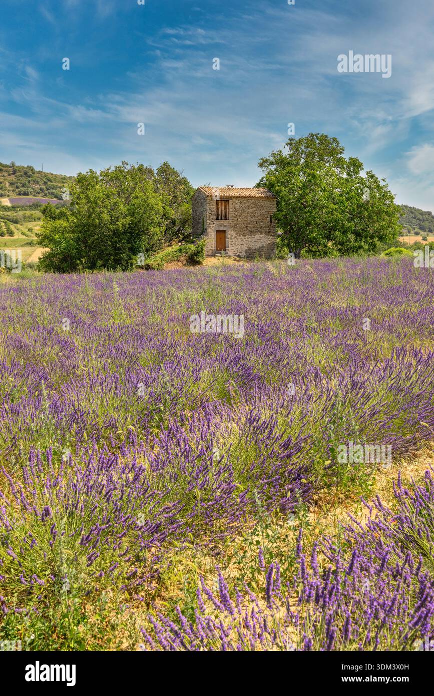 Idyllisches Lavendelfeld im Sommer mit Steinhaus und Bäumen, malerische Landschaft, Reiseziel, Natur im Hintergrund der Provence Stockfoto