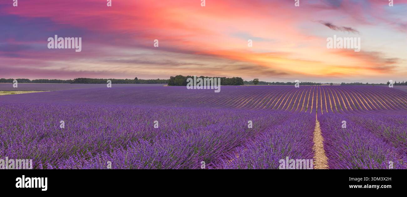 Sonnenuntergang Lavendelpanorama, üppige Sommerblumenfelder, leuchtende Wolken, idyllische Landschaft mit Natur Stockfoto