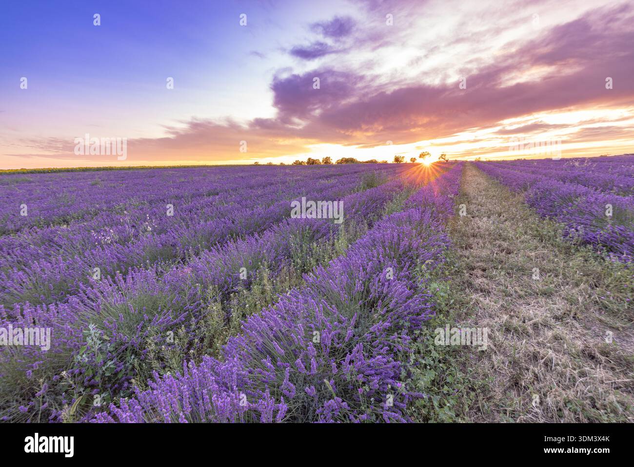 Provence Frankreich Lavendellandschaft bei Sonnenuntergang, strahlende Sonnenstrahlen, traumhafte Landschaft im Hintergrund Stockfoto