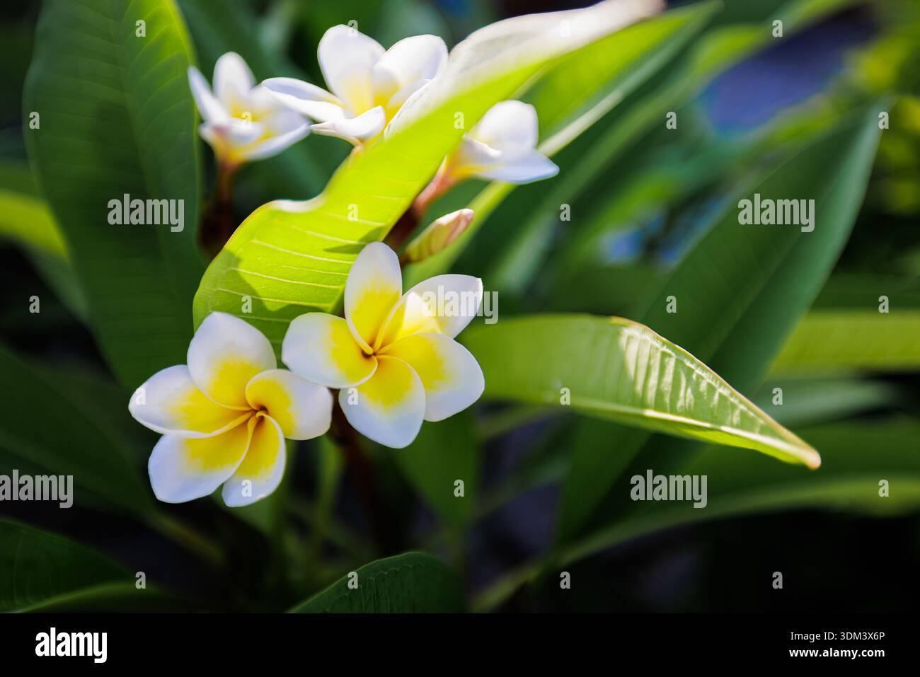 Herrliche frische weiße blühende Frangipani-Blüten auf üppigem grünem tropischem Laub exotischer Natur Nahaufnahme Hintergrund Stockfoto