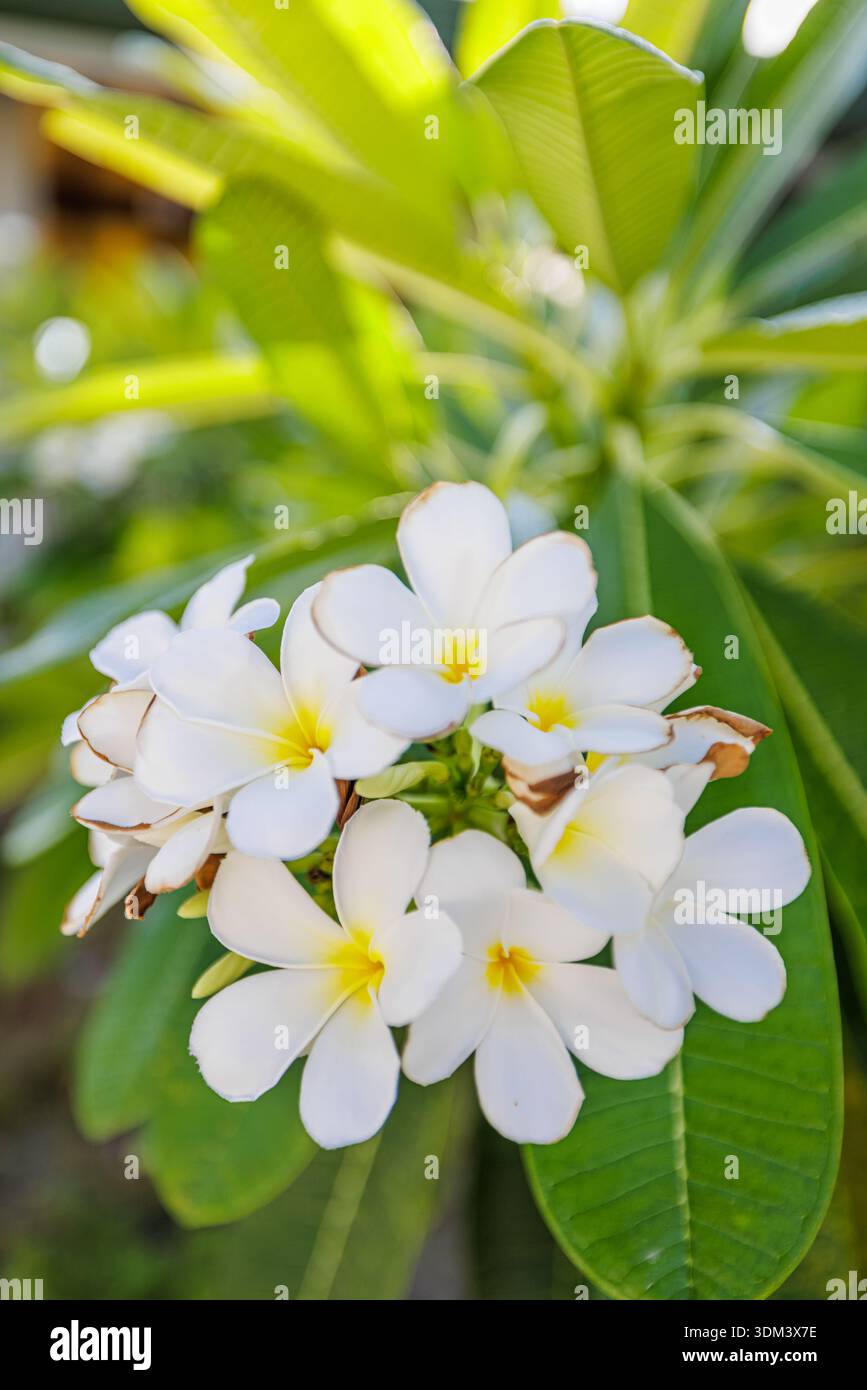 Herrliche frische weiße blühende Frangipani-Blüten auf üppigem grünem tropischem Laub exotischer Natur Nahaufnahme Hintergrund Stockfoto