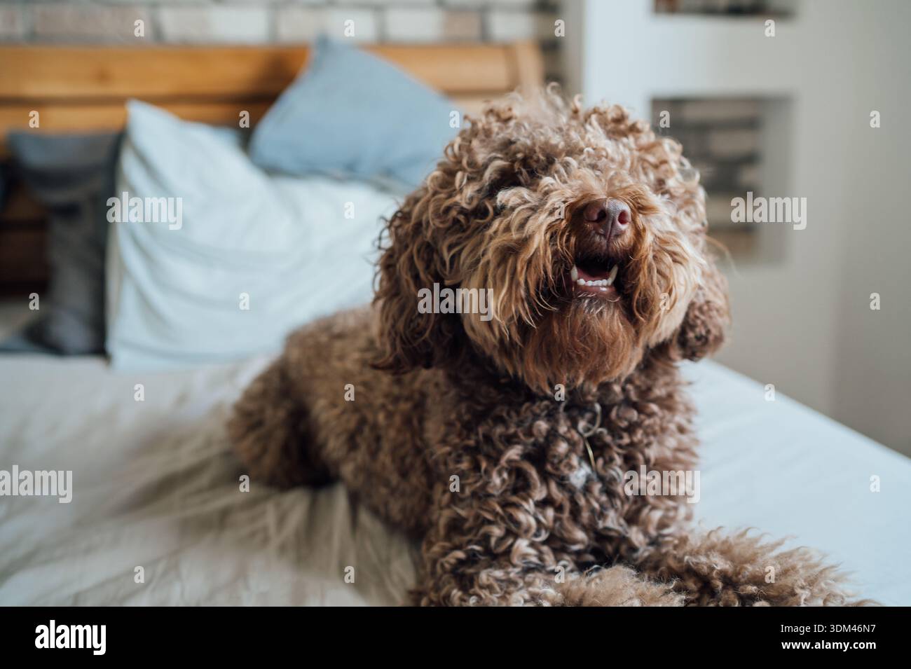 Niedlicher brauner, lockiger Maltipoo-Hund, der auf dem Bett im gemütlichen hellen Schlafzimmer sitzt, während er gähnt und in die Kamera blickt. Happy House PET genießt am Morgen Stockfoto