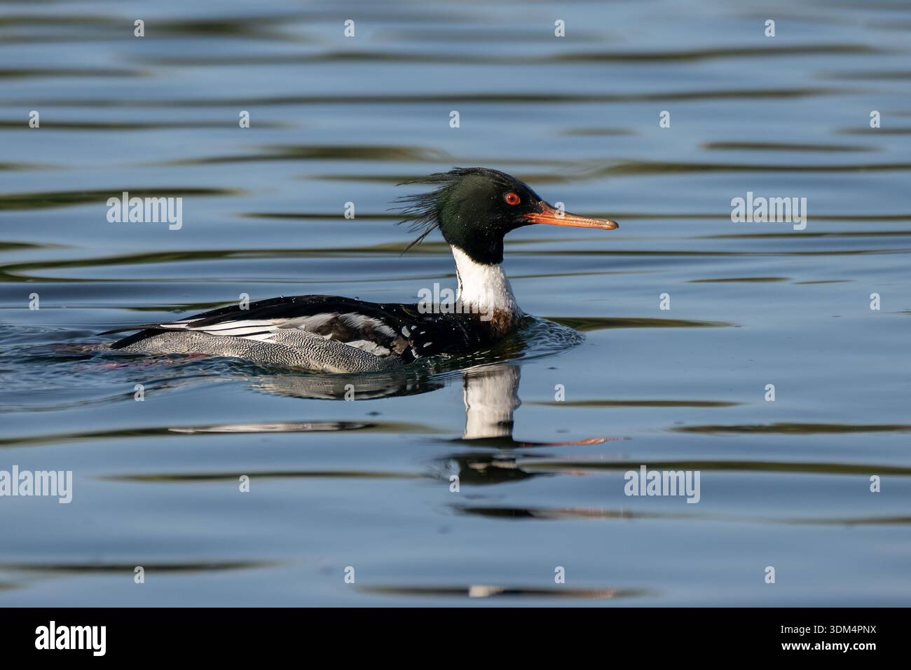 Männlicher Rotbrüster-Merganser, der über den Teich schwimmt, mit Reflexion auf der Oberfläche. Stockfoto
