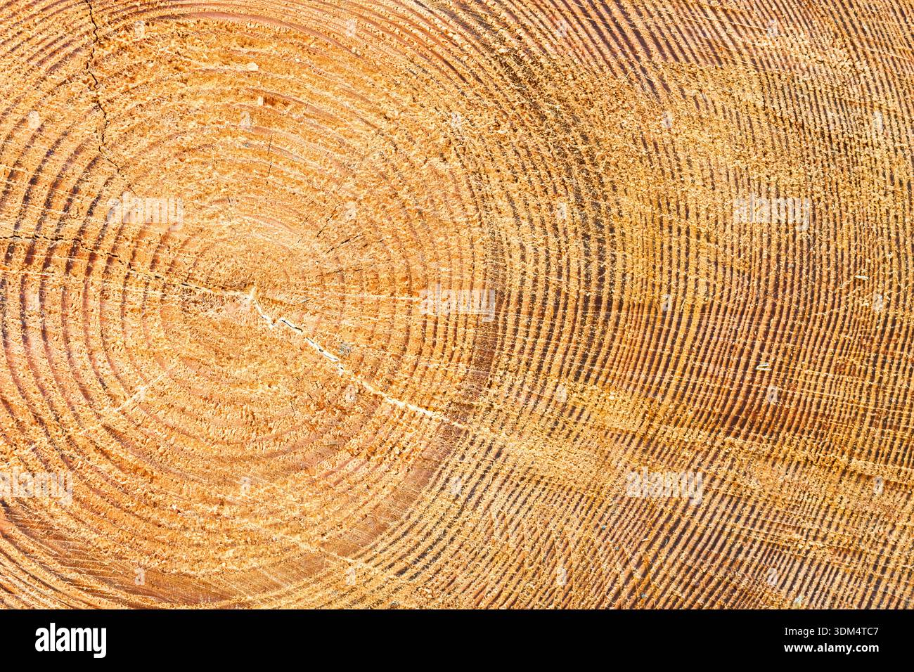 Douglasien-Tannenringe Stockfoto