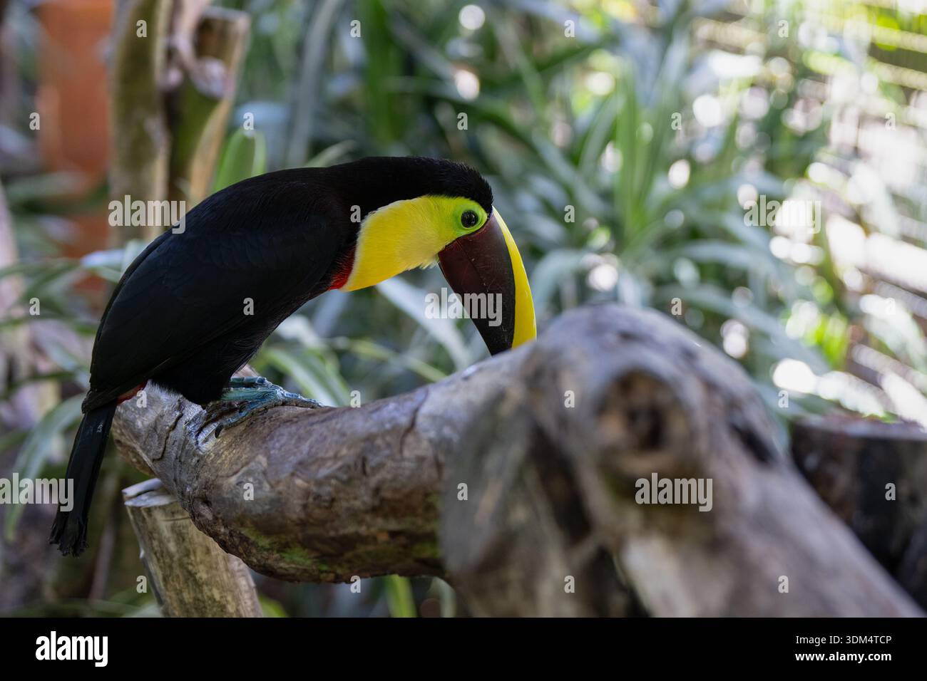 Der lebhafte Toucan liegt während der Paarungszeit an einem sonnigen Tag in den tropischen Regenwäldern Costa Ricas auf einem Baumkrone Stockfoto