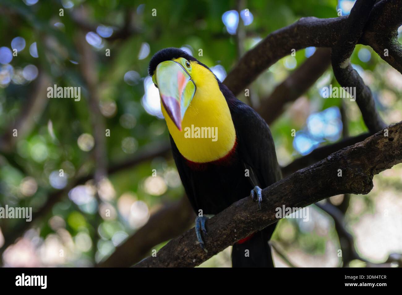 Der lebhafte Toucan liegt während der Paarungszeit an einem sonnigen Tag in den tropischen Regenwäldern Costa Ricas auf einem Baumkrone Stockfoto