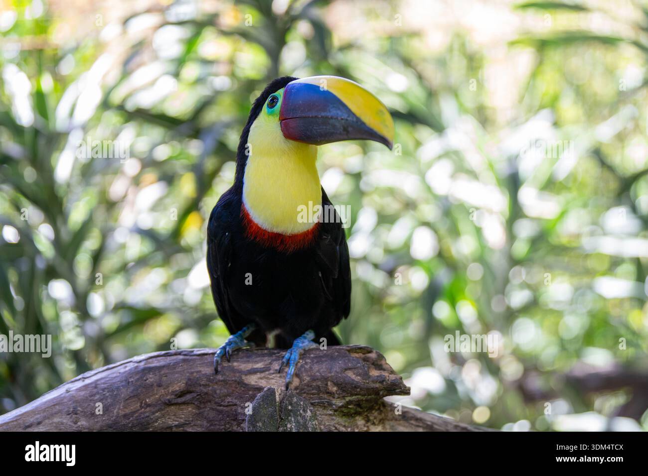 Der lebhafte Toucan liegt während der Paarungszeit an einem sonnigen Tag in den tropischen Regenwäldern Costa Ricas auf einem Baumkrone Stockfoto