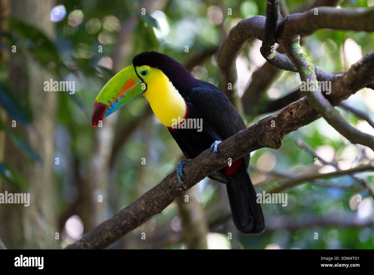 Der lebhafte Toucan liegt während der Paarungszeit an einem sonnigen Tag in den tropischen Regenwäldern Costa Ricas auf einem Baumkrone Stockfoto