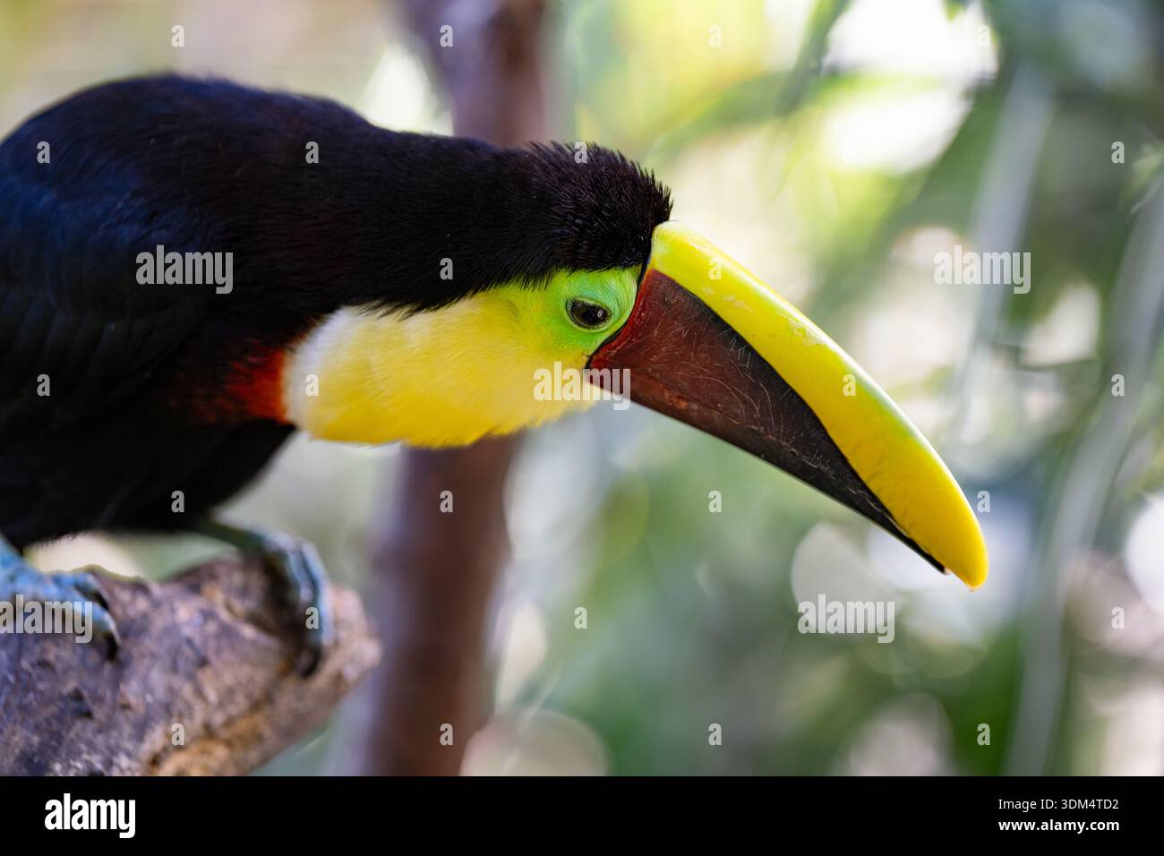 Der lebhafte Toucan liegt während der Paarungszeit an einem sonnigen Tag in den tropischen Regenwäldern Costa Ricas auf einem Baumkrone Stockfoto
