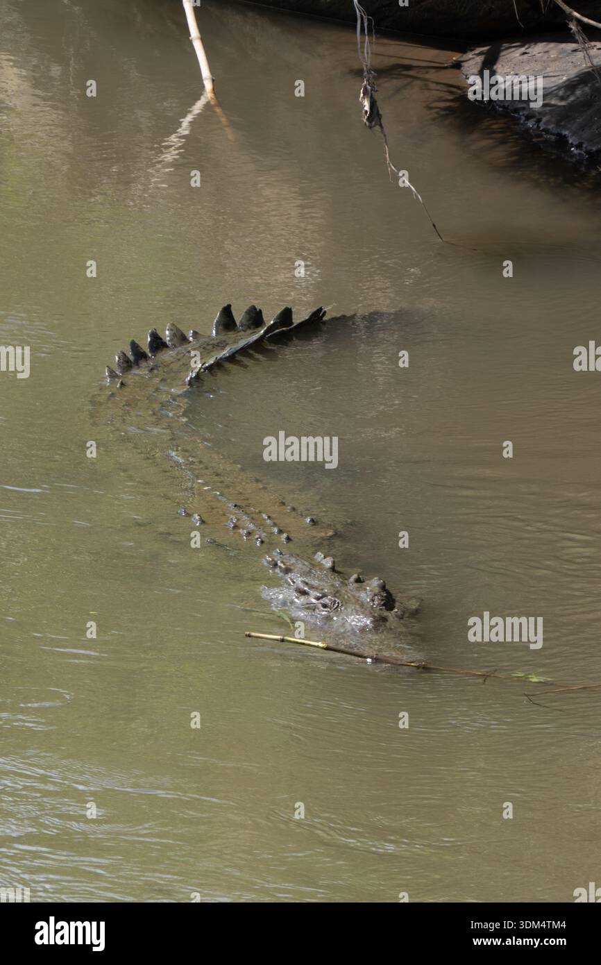 Amerikanisches Krokodil schwimmt unter der Krokodilbrücke im Tarcoles River in Costa Rica Stockfoto