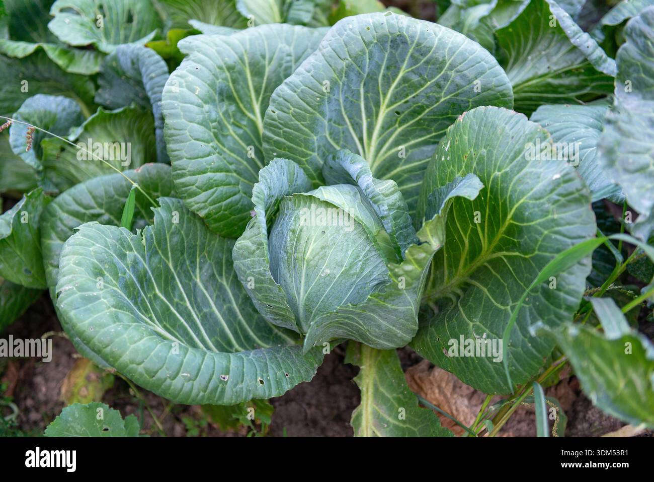 Nahaufnahme von frischem Grünkohl, der im Gartenbeet wächst. Bio-Gemüseanbau-Konzept mit gesunder Blattkohl-Pflanze, die im Freien in na angebaut wird Stockfoto