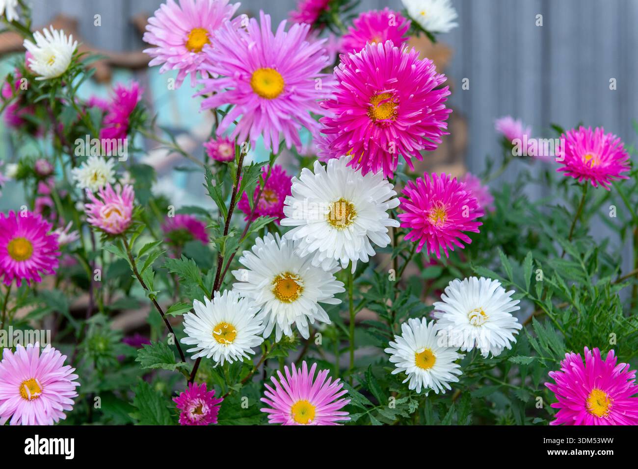 Farbenfrohe rosa und weiße Astern blühen im Garten. Natürlicher floraler Hintergrund mit lebhaften Herbstblumen, die draußen wachsen, perfekt für saisonale Dekoration Stockfoto