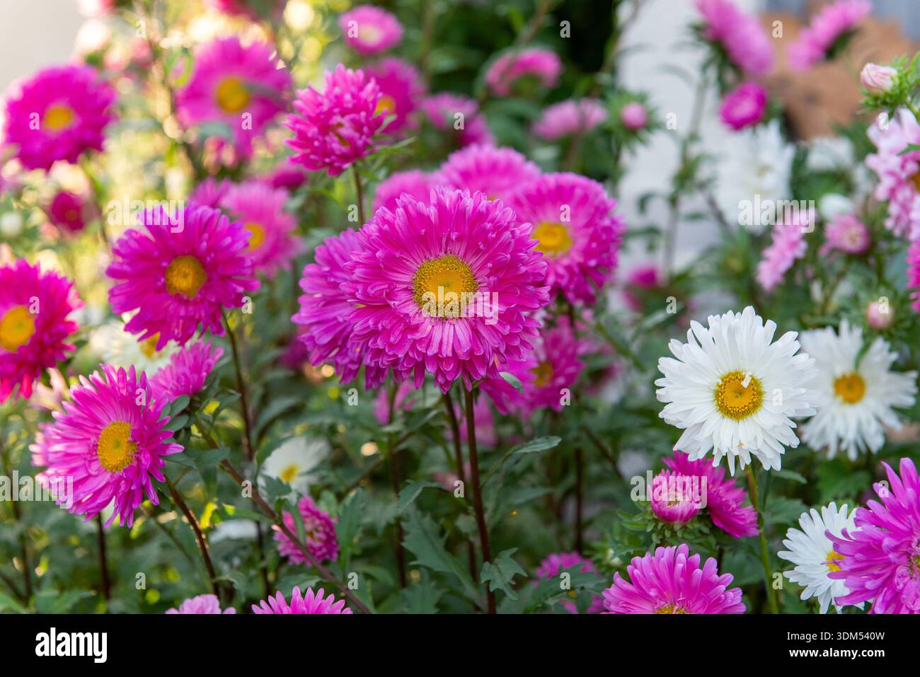 Leuchtende rosa und weiße Astern blühen im Herbst in einem Garten. Farbenfrohe saisonale Blumen mit weichem natürlichem Licht, ideal für florale Hintergründe, gar Stockfoto