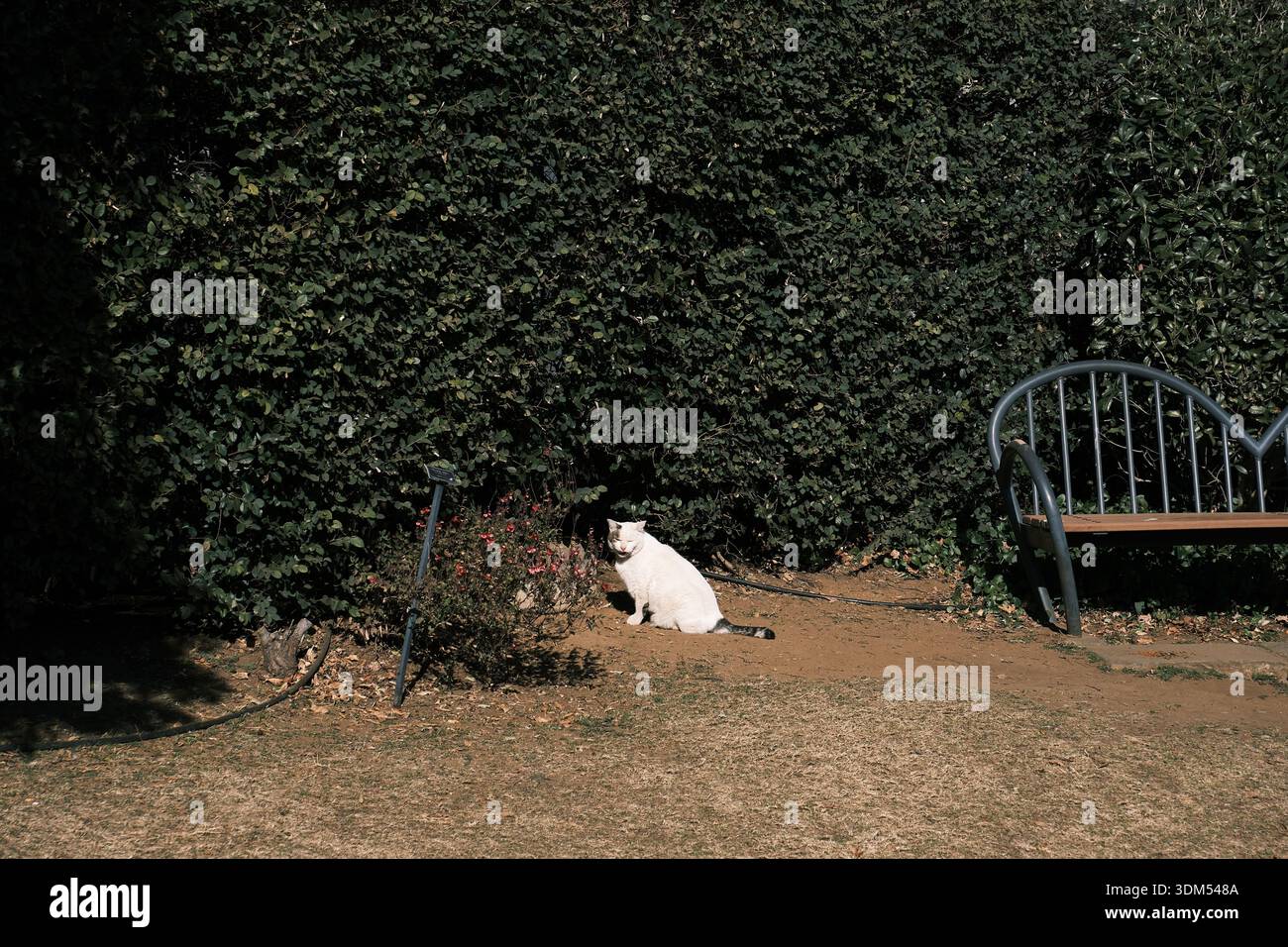 Eine weiße Katze, die friedlich auf einem sonnigen Pfad sitzt, in einem Garten mit grüner Hecke Stockfoto