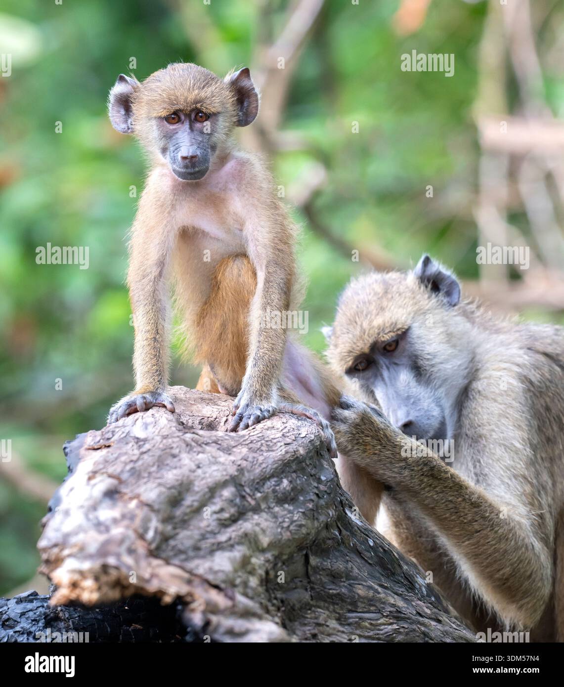 Zwei gelbe Paviane (Papio cynocephalus) üben an einem umgestürzten Baum in einem bewaldeten Gebiet in Kenias Küstenregion soziales Verhalten aus. Stockfoto