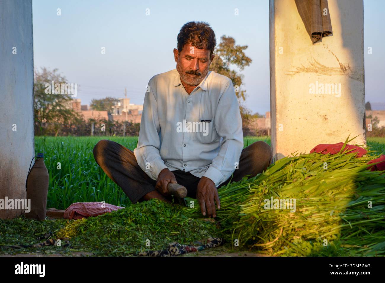 Indischer Landwirt, der in einem traditionellen ländlichen Dorf Grüngrasfutter für Viehzucht schneidet Stockfoto