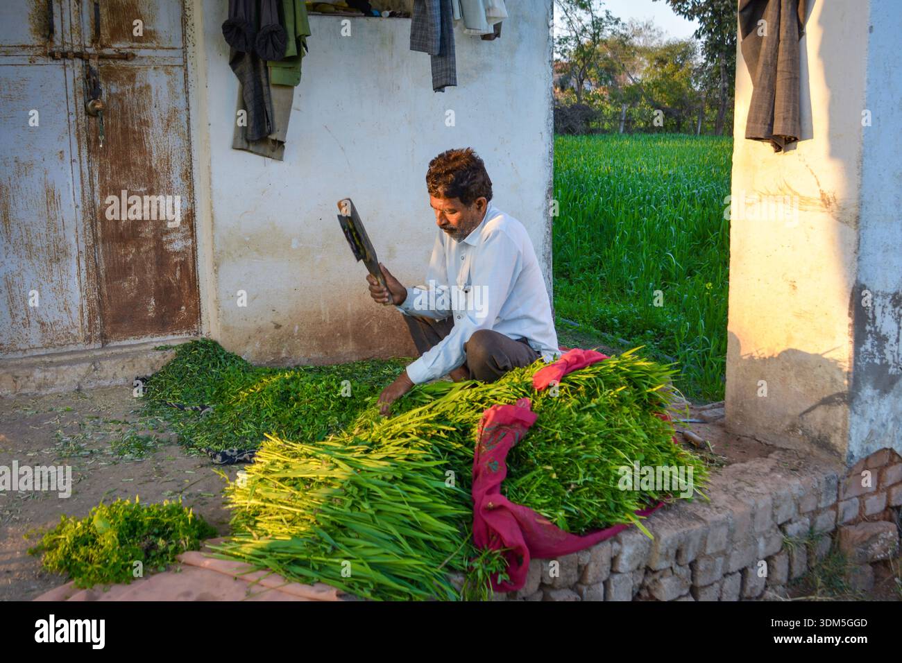 Indischer Landwirt, der in einem traditionellen ländlichen Dorf Grüngrasfutter für Viehzucht schneidet Stockfoto