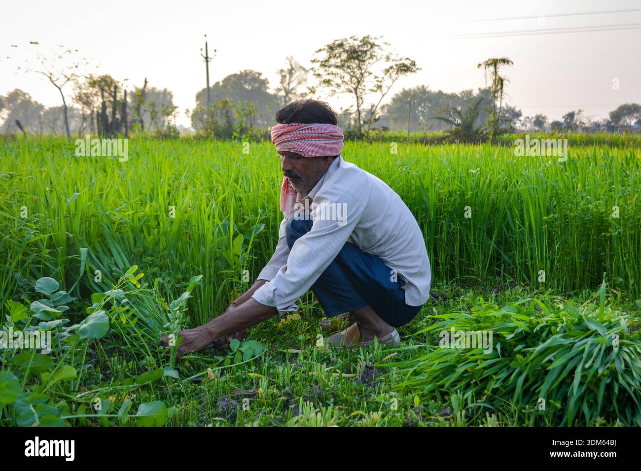 Indischer Bauer, der Gras in üppigem Grün schneidet Stockfoto