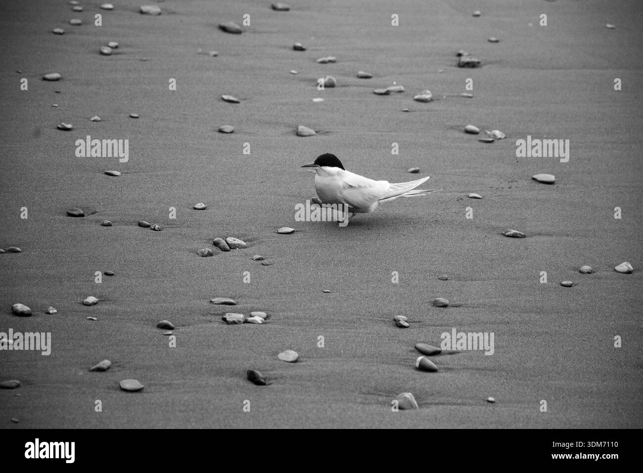 Fast 3 Wochen in der abgelegenen, unnachahmlichen Wildnis von South Georgia Island, ermöglichte mir das seltene Privileg, die erstaunliche antarktische Tierwelt zu beobachten. Stockfoto