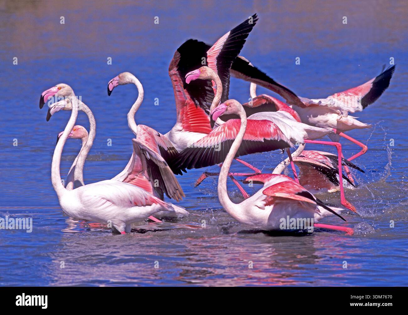 Greater Flamingo (Phoenicopterus ruber). Gruppe steht im flachen Wasser. Frankreich Stockfoto