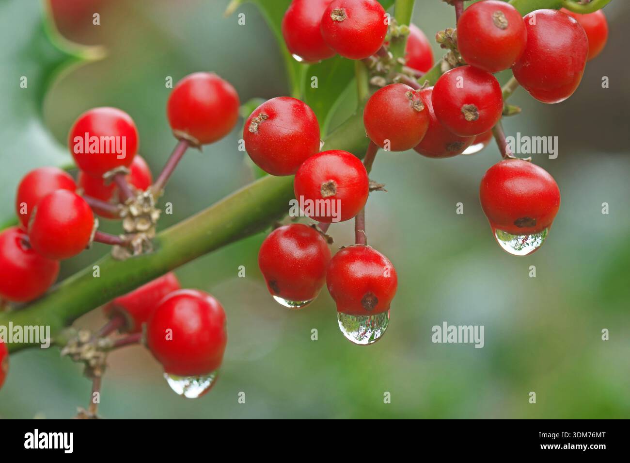 Stechpalme, englische Stechpalme (Ilex aquifolium) Twig mit berries.in Regen Stockfoto