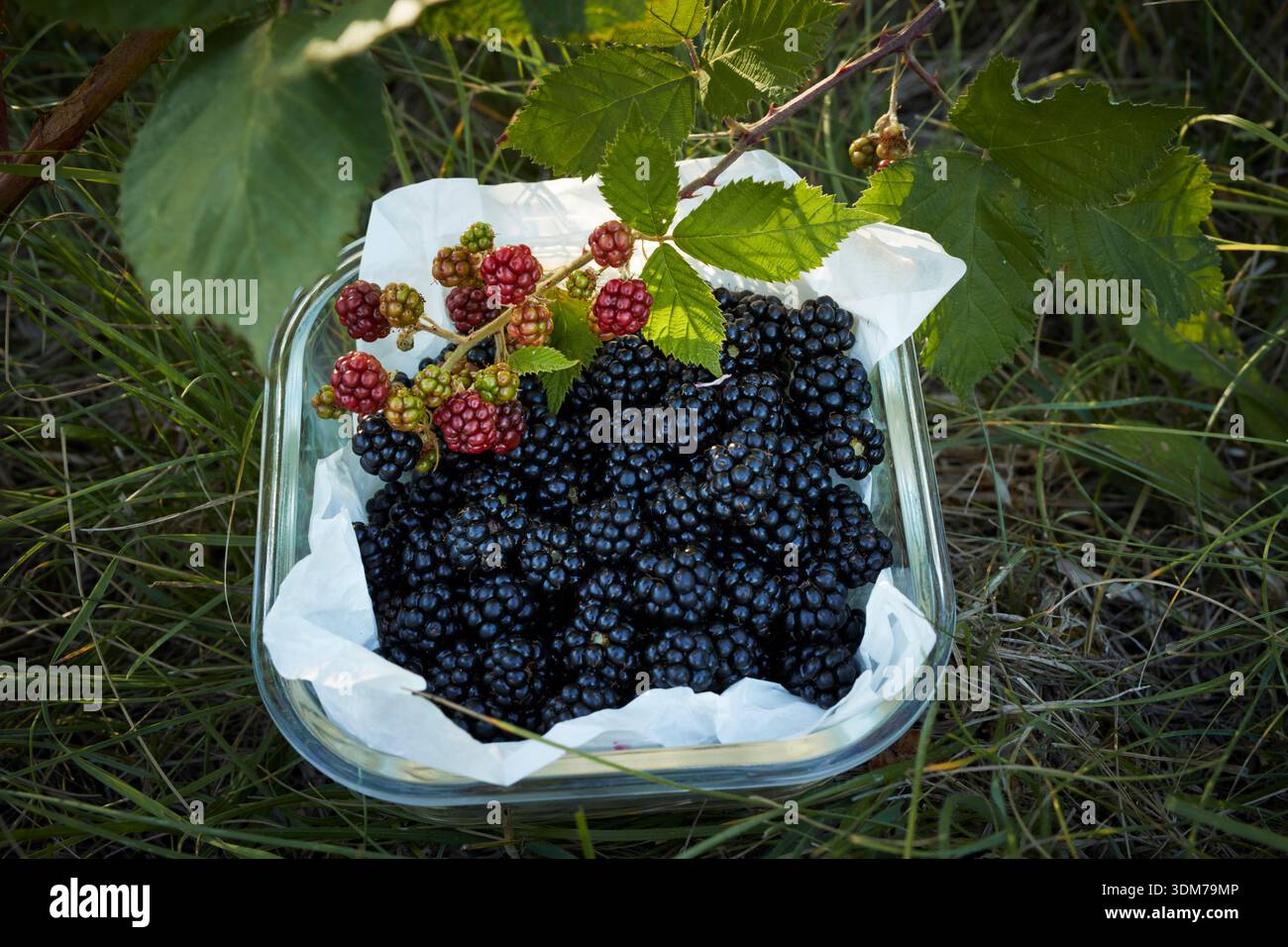 Wilder Bramble (Rubus fruticosus). Gepflückte Beeren in einer Glasschale. Deutschland Stockfoto