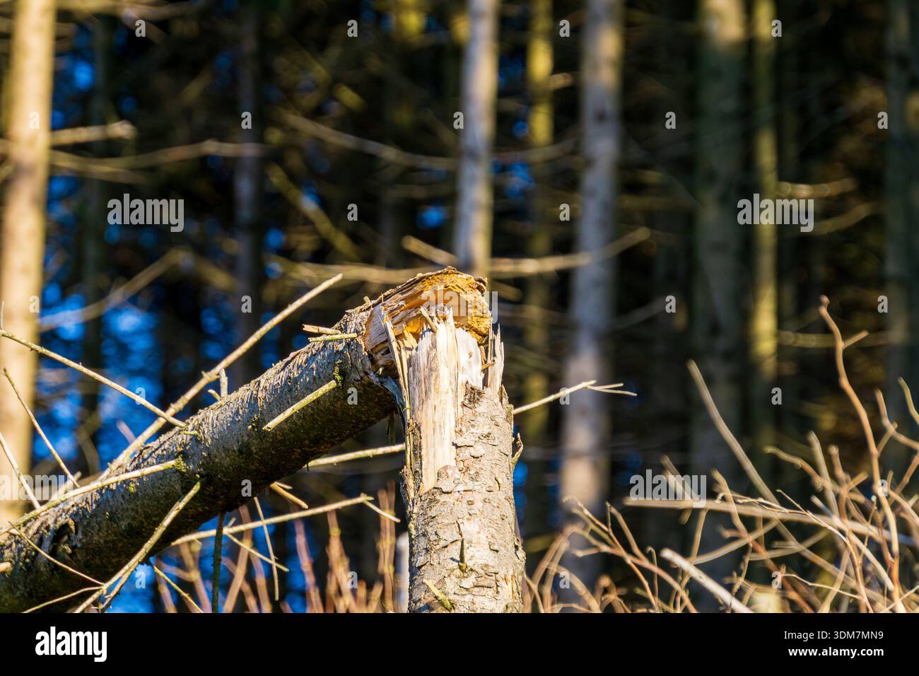 Ein gerissener Baumzweig, der an einem gebrochenen Stamm in einem Wald liegt. Stockfoto