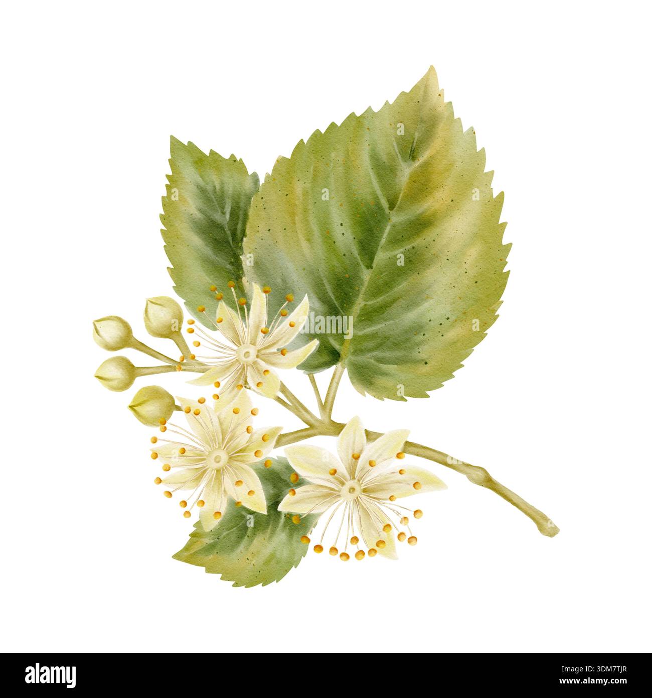 Aquarellillustration blühender Lindenblüten mit grünen Blättern. Perfekt für pflanzliche Verpackungen, medizinische Tee-Designs, kosmetische Etiketten und Wells Stockfoto