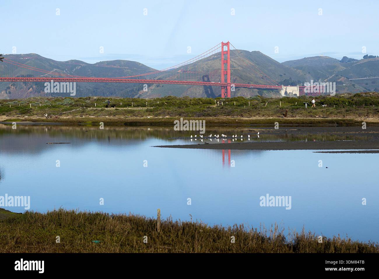 Crissy Field Marsh und Golden Gate Bridge in San Francisco, Kalifornien. Feuchtgebiet und Vogelhabitat in der Bay Area, Naturschutzgebiet in SF. Stockfoto