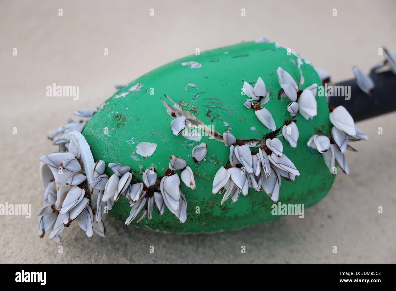 Winzige Muschelschalen, die an einem grünen Angelschwimmer befestigt sind Stockfoto