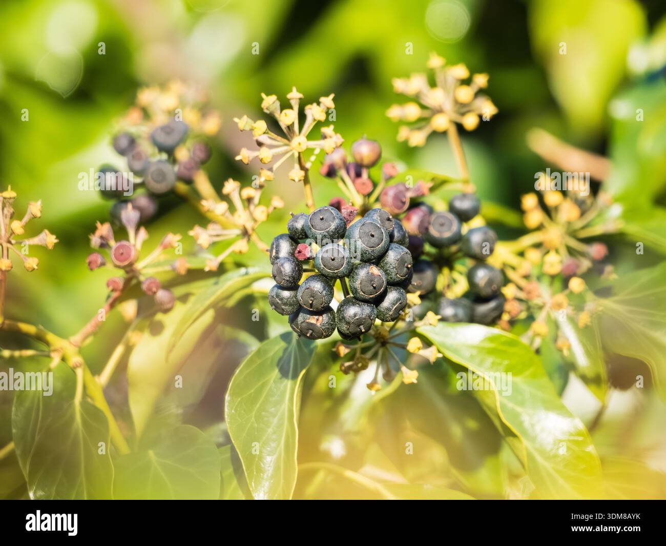 Schwarze efeu beeren -Fotos und -Bildmaterial in hoher Auflsung  Alamy