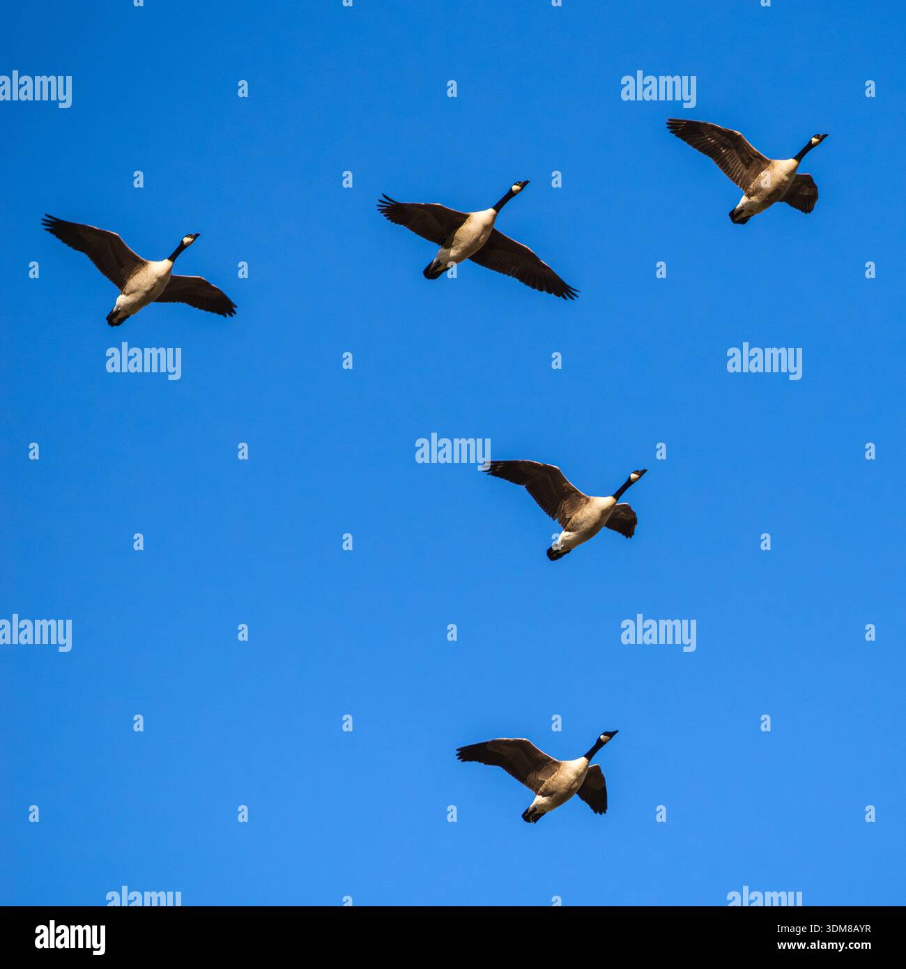 Eingebürgerte britische Wasservögel, Branta canadensis, Kanadiengänse, im Flug über den Tamar, Plymouth Stockfoto