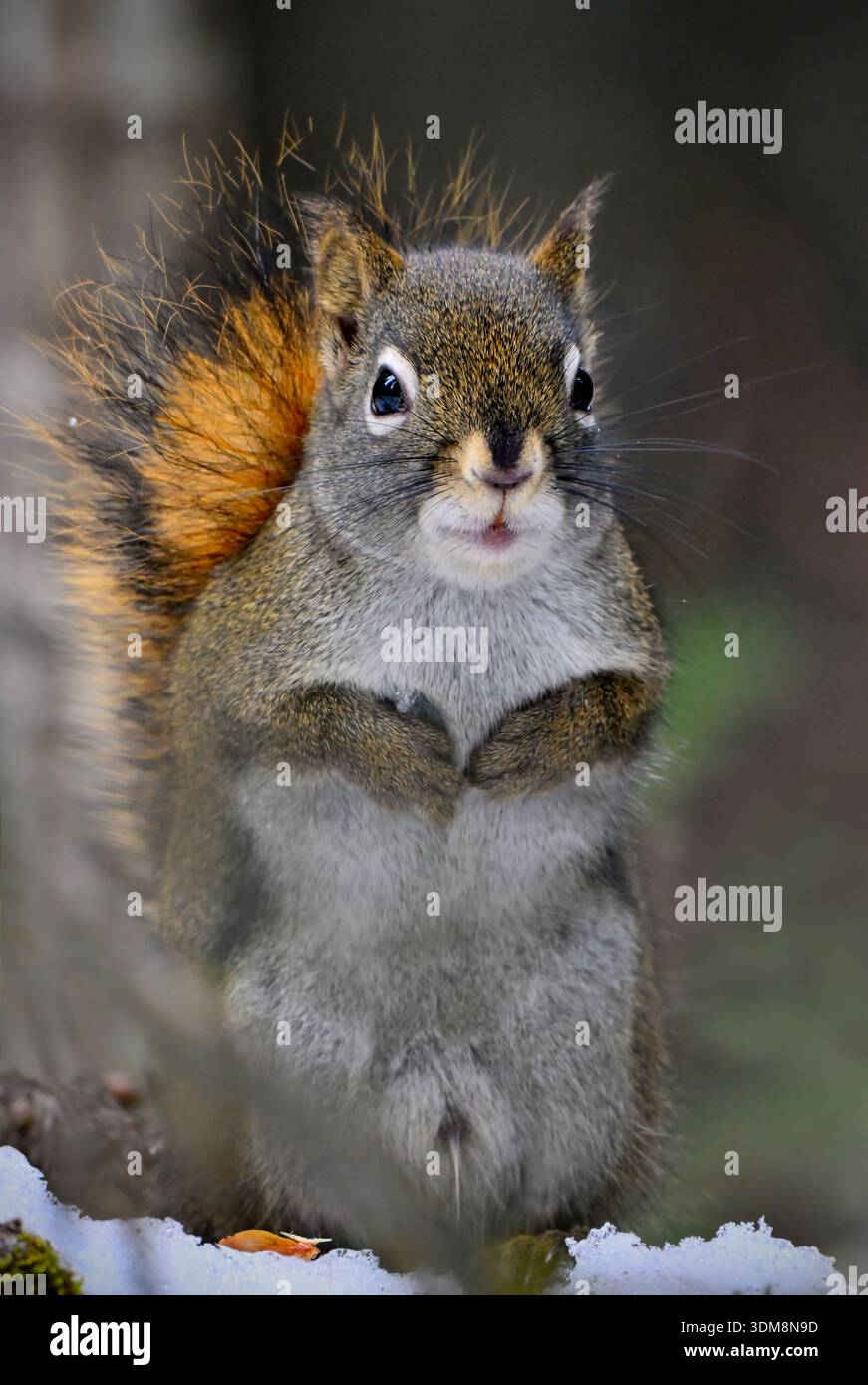 Ein wildes Rotes Eichhörnchen, 'Tamiasciarus hudsonicus', wachsam und neugierig, stehend auf einem schneebedeckten Ast in seinem Waldhabitat. Stockfoto