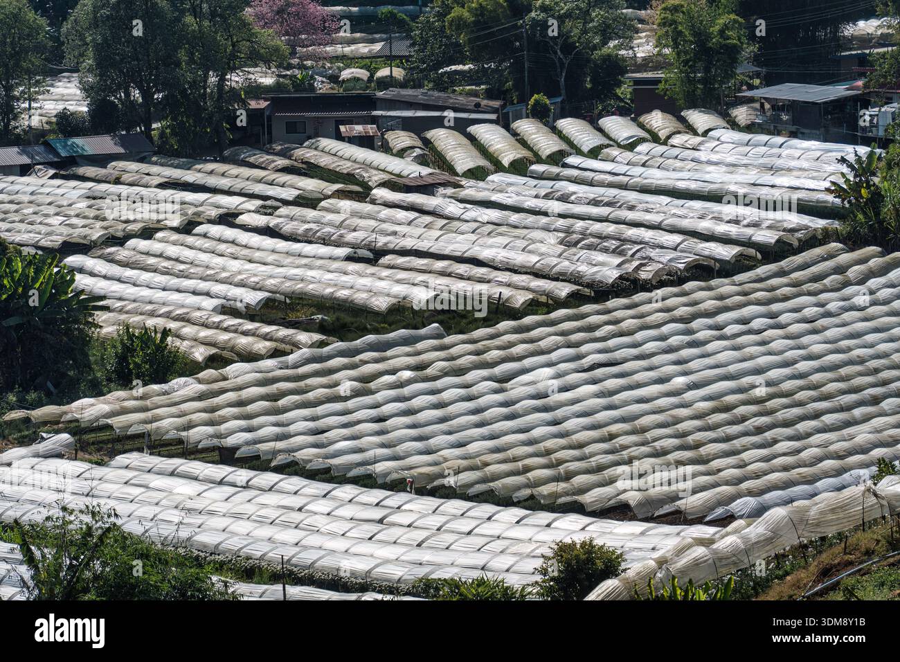Das Kunststofftunnel-Gewächshaus bedeckte Gemüseanbau auf einer ländlichen Hangfarm im Hochland asiens Stockfoto