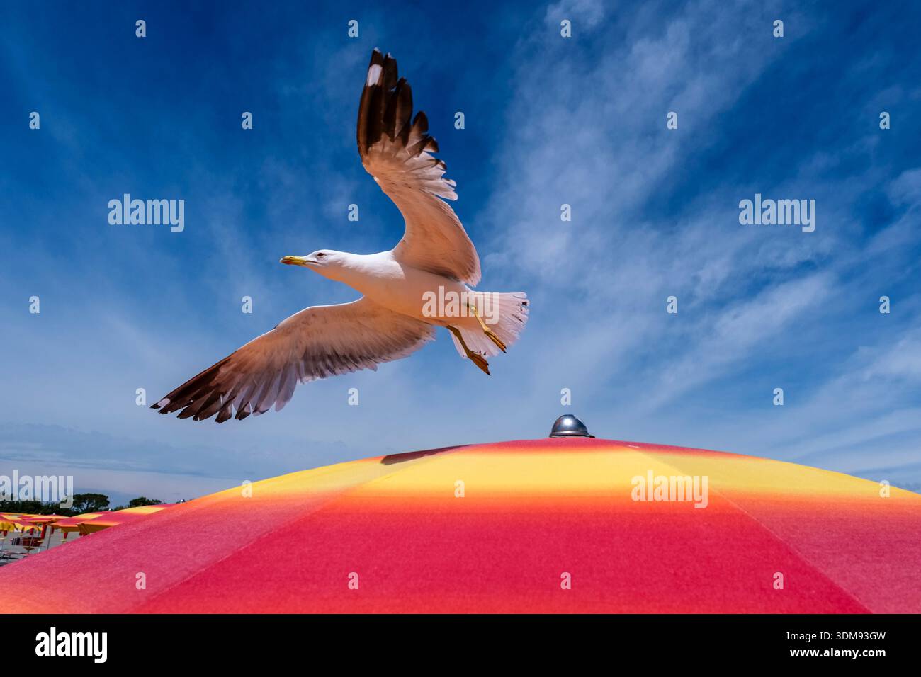 Eine Gelbbeinmöwe, die über einem rot-gelben Sonnenschirm am Strand von Grado unter blauem Himmel fliegt. Stockfoto