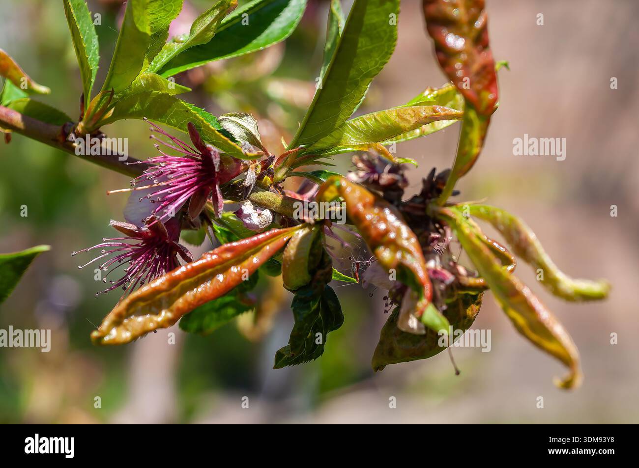 Eine Nahaufnahme eines Pfirsichzweigs mit zarten rosa Blüten und grünen Blättern. Stockfoto