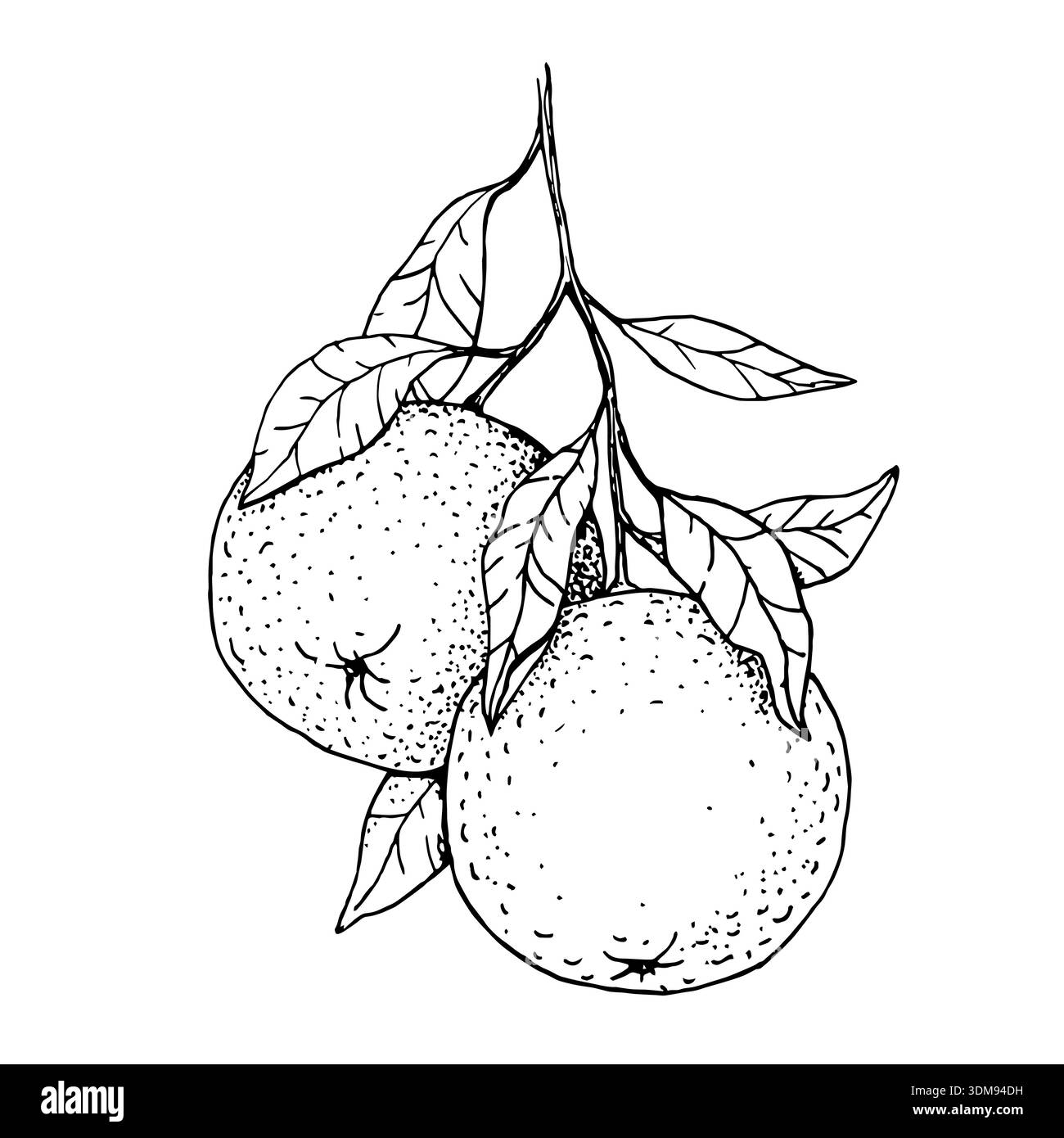 Mandarinen- oder Orangen-Zitrusfrüchte auf Zweig mit Blättern, illustriert als handskizzierte schwarz-weiße Zeichnung, geeignet für Lebensmittelverpackungen, Etiketten, ME Stock Vektor