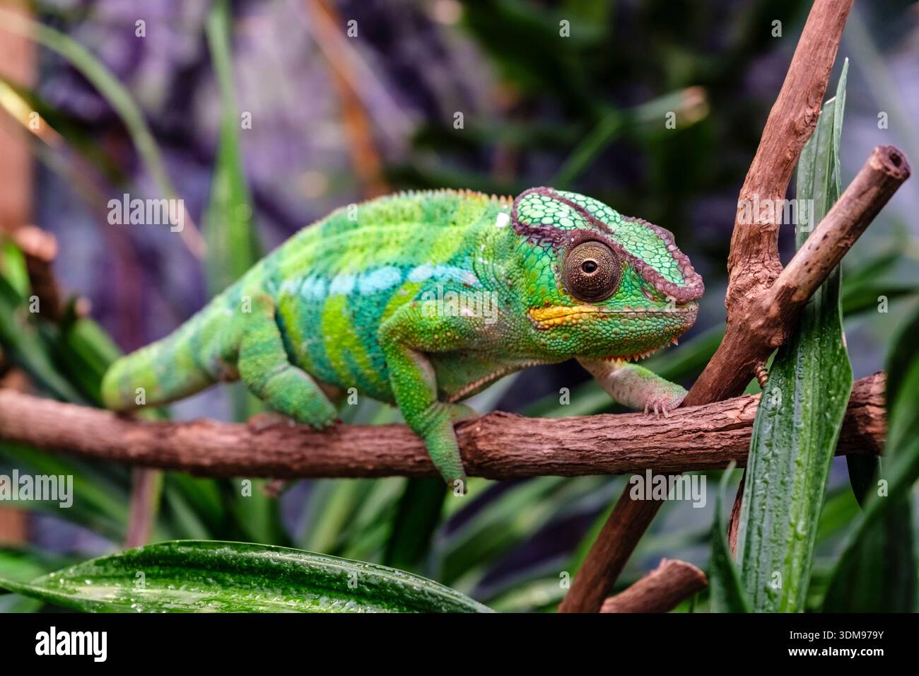 Ein Panther Chamäleon, der auf einem dünnen Ast in der Casa delle Farfalle klettert. Stockfoto