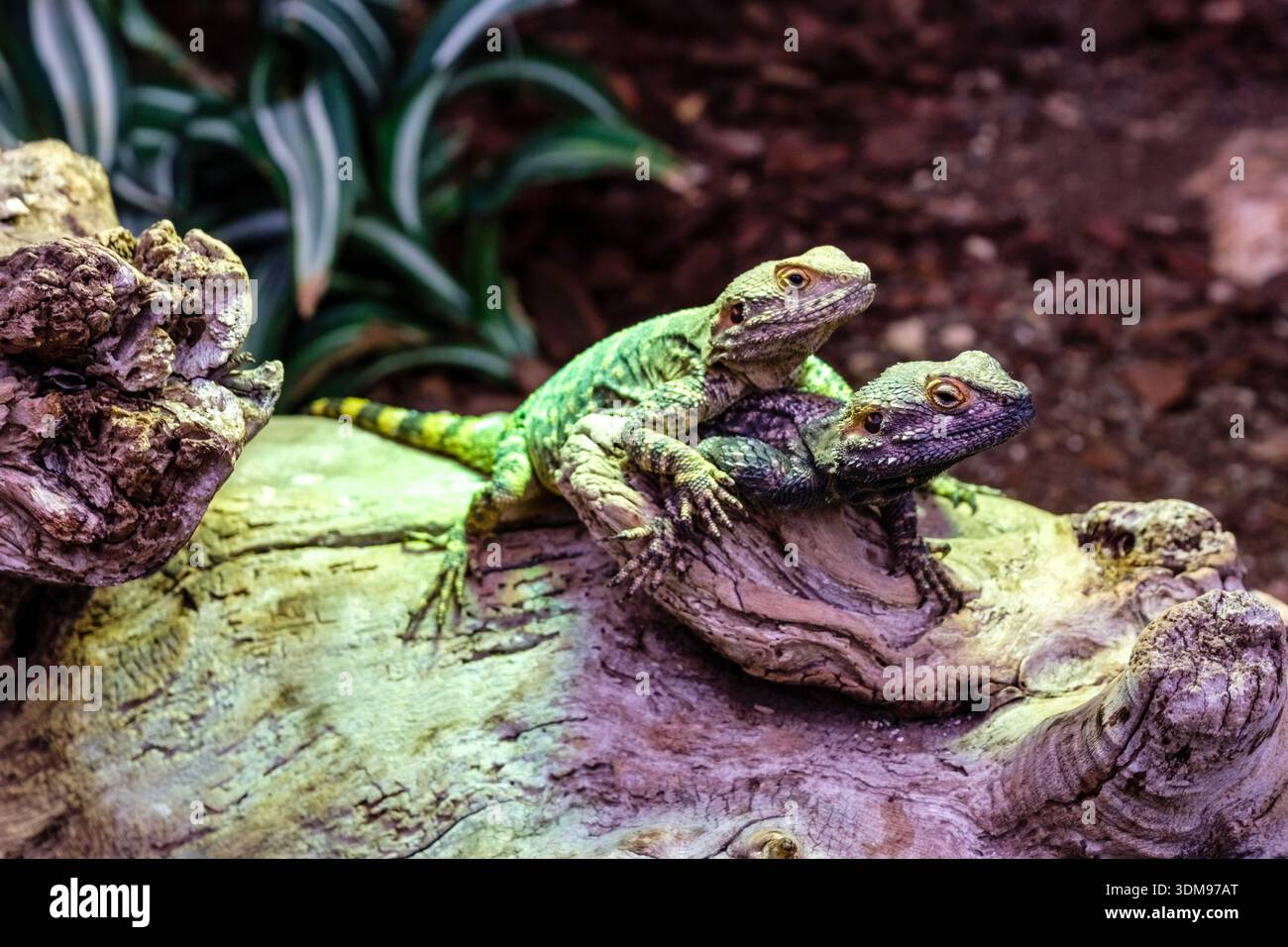 Zwei stellare Agamas liegen übereinander auf einem Stück Holz in der Casa delle Farfalle. Stockfoto