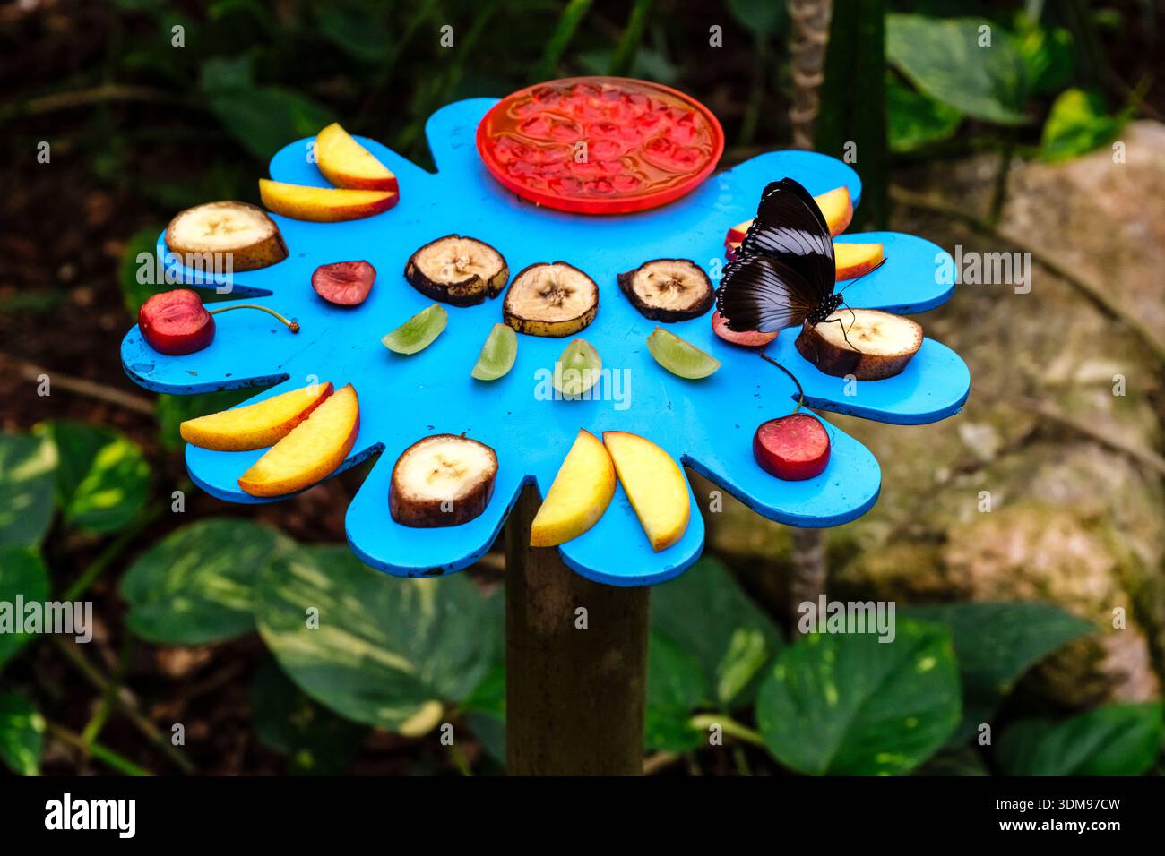 Schmetterling auf einem blauen blumenförmigen Futterhäuschen mit Fruchtscheiben in Casa delle Farfalle. Stockfoto