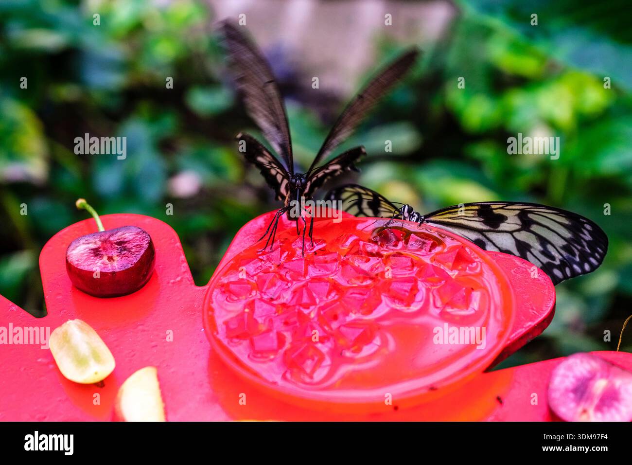Schmetterlinge auf einem roten Futterhäuschen mit Fruchtscheiben in Casa delle Farfalle. Stockfoto