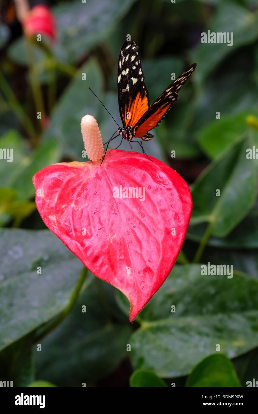Tithorea-Schmetterling auf einer roten Flamingoblume in der Casa delle Farfalle mit grünem Laub im Hintergrund. Stockfoto