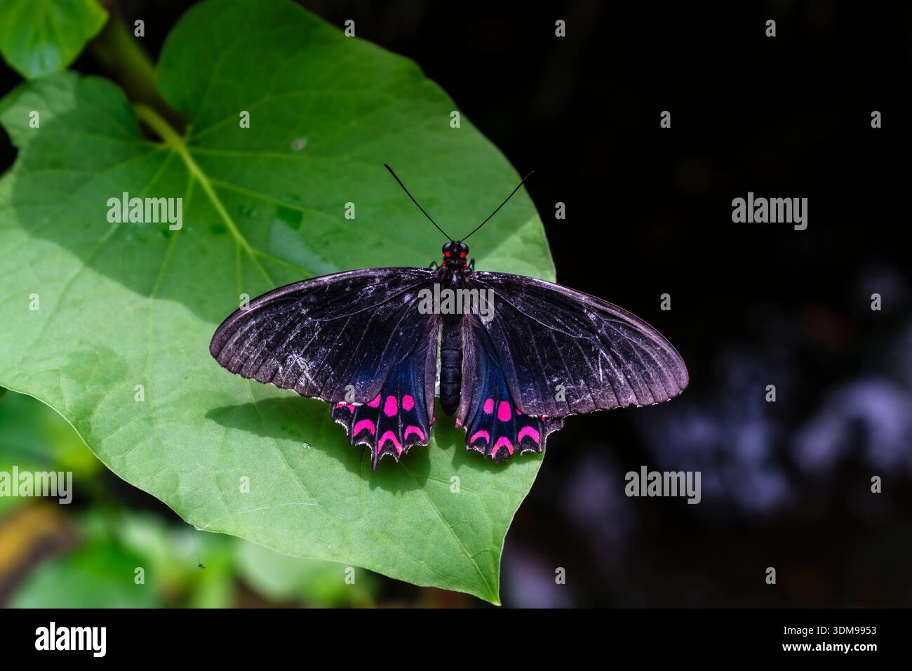 Rosafarbener Cattleheart-Schmetterling mit offenen Flügeln auf einem grünen Blatt in der Casa delle Farfalle. Stockfoto