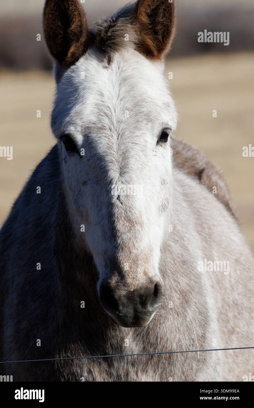 Ein freundliches Tier, das auf eine Leckerei wartet? In der Winterpause von der Ladung für einen Landausrüster steht ein Maultier am Zaun und begrüßt die Besucher. Stockfoto