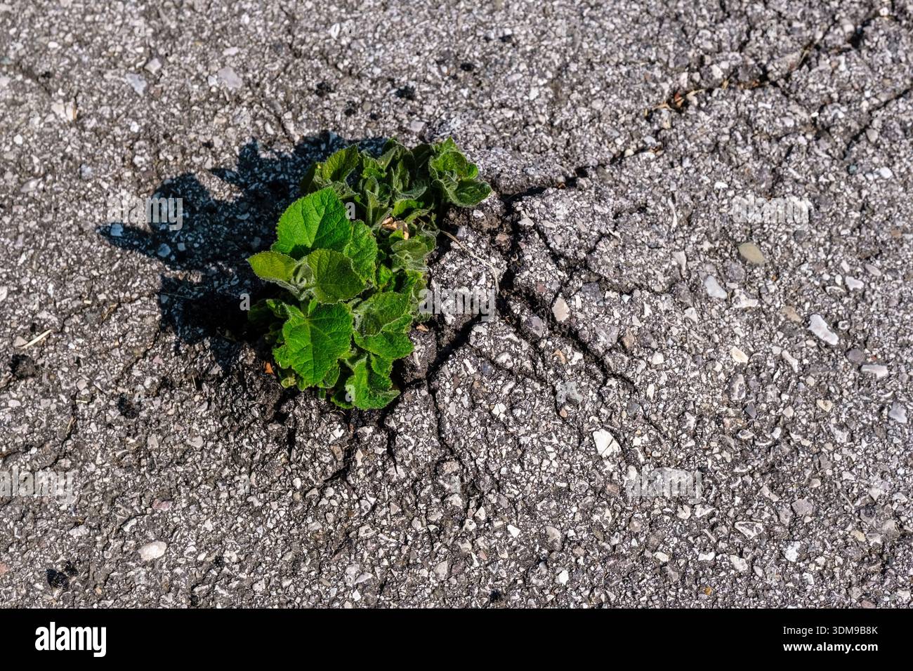 Grüne Pflanze, die durch einen Riss aus grauem Asphalt wächst. Stockfoto
