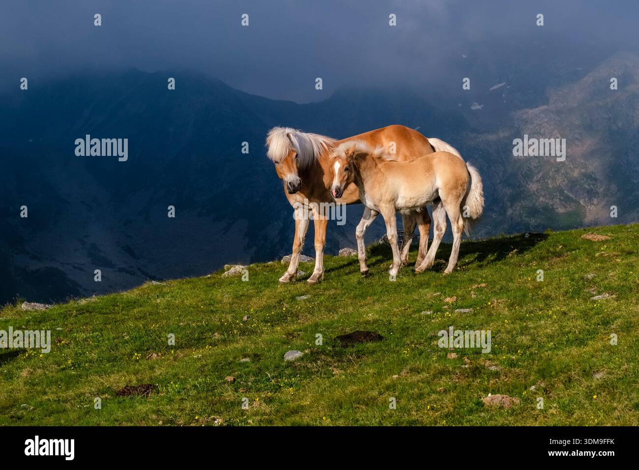 Haflinger Stute mit Fohlen auf einer Bergwiese am Penser Joch Pass. Zerklüftete Berggipfel in der Ferne. Stockfoto