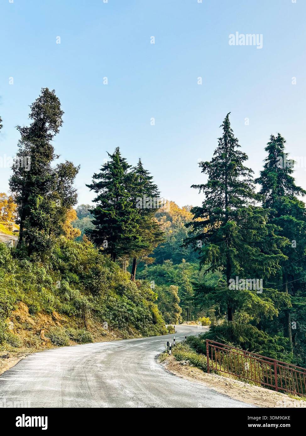Die gewundene Bergstraße führt durch dichten grünen Wald mit hohen Kiefern unter einem klaren blauen Himmel. Malerische Landschaft zeigt eine friedliche - Smartphone-aufgenommenes Stockfoto