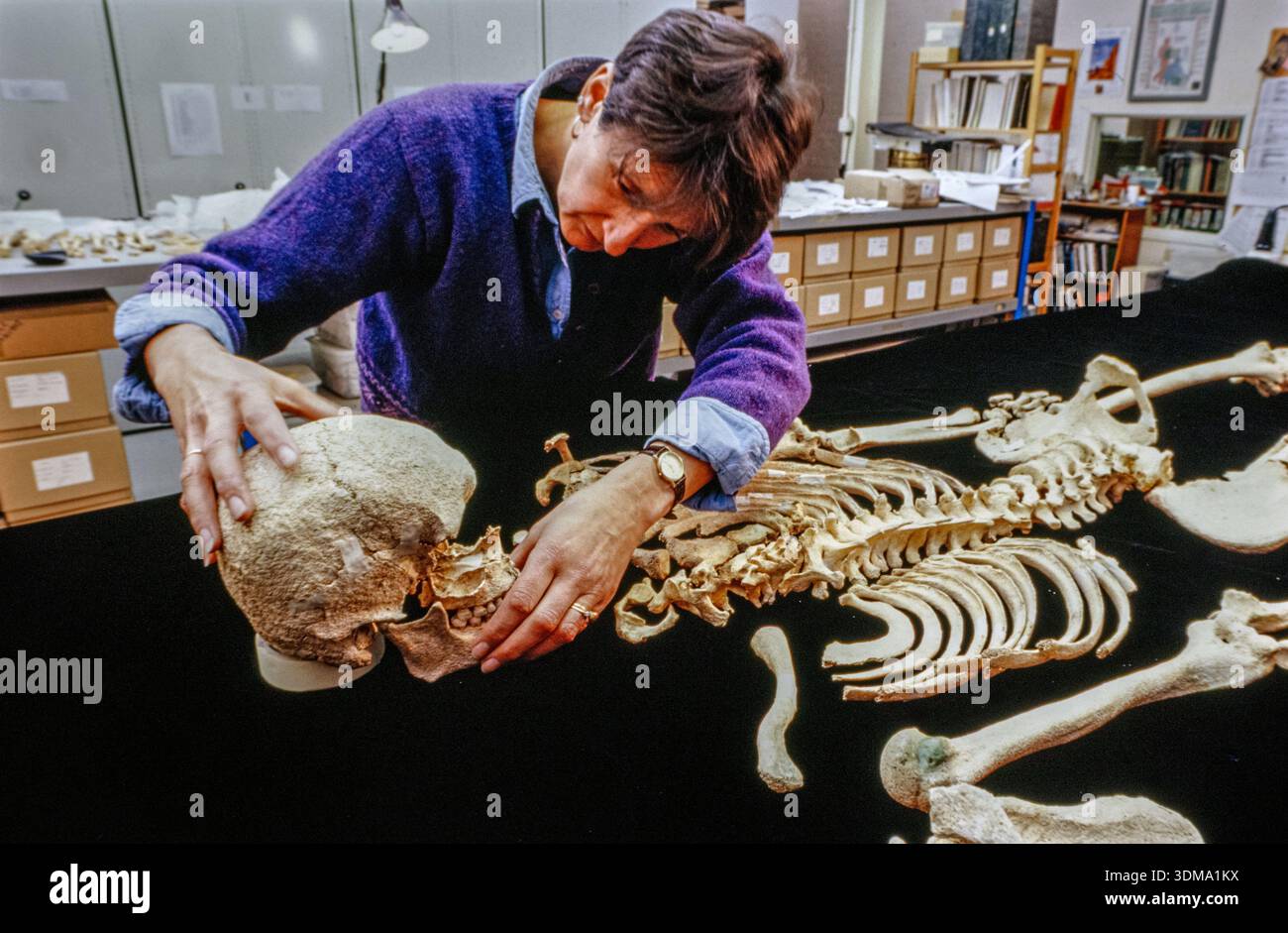 Ein Archäologe untersucht sorgfältig die Skelettreste des Amesbury Archer, eines frühbronzezeitlichen Mannes, der um 2400-2200 v. Chr. in der Nähe von Stonehenge begraben wurde. Stockfoto