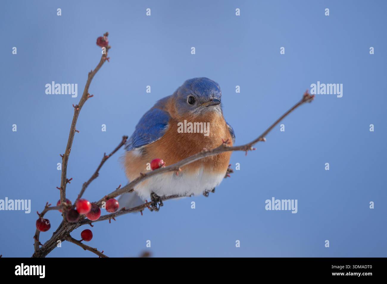 Männlicher Eastern Bluebird (Sialia sialis), der an kalten Schneetagen im Winter auf dem Winterberry Holly-Zweig thront Stockfoto